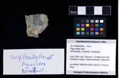 Foto (Objekt + Etikett) von Paguroidea indet.  (NHMW-GEO-2017-0089-0056)